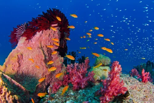 Marine National Park Gulf of Kutch 04