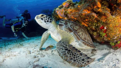 Marine National Park Gulf of Kutch 05