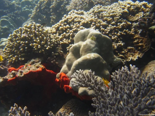 Moucha Island 05