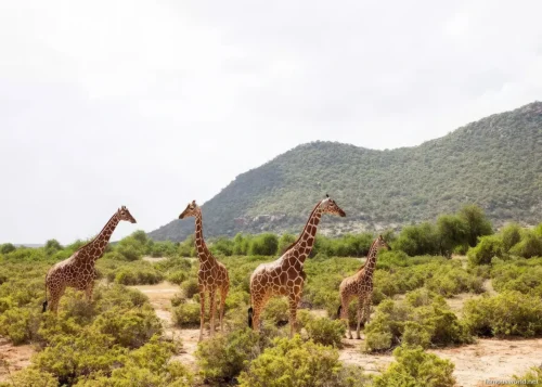 Mount Heha 05