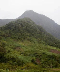 Mount Ntringui