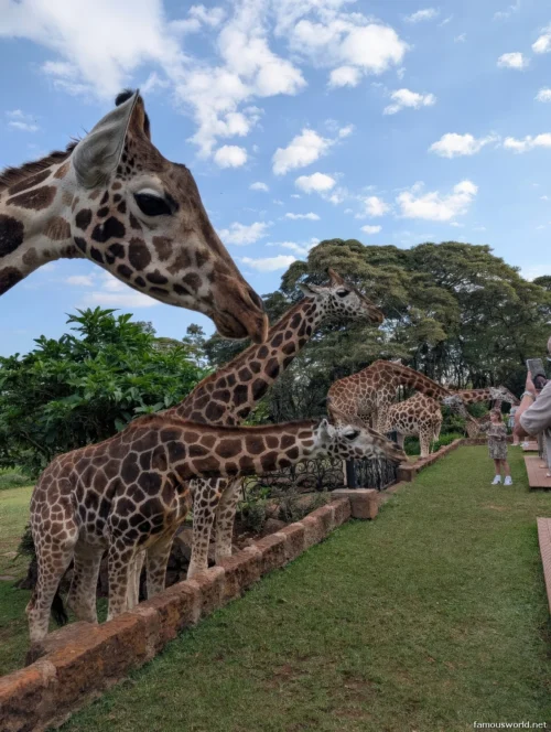 Nairobi National Park 01
