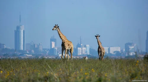 Nairobi National Park 03