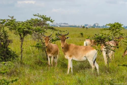 Nairobi National Park 06