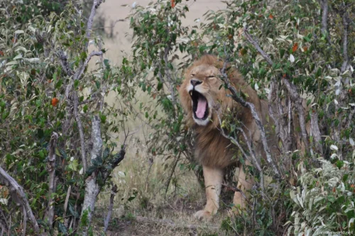 Nairobi National Park 10