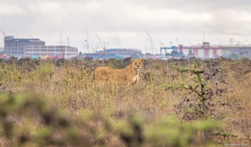 Nairobi National Park 12