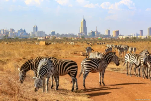 Nairobi National Park 14