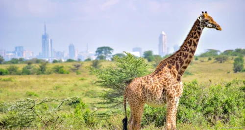 Nairobi National Park 16