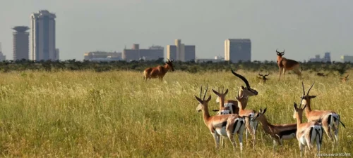 Nairobi National Park 18