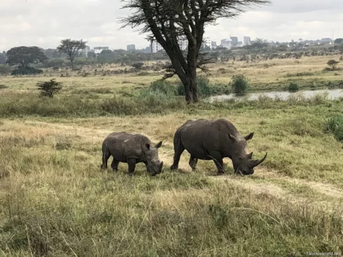 Nairobi National Park 23