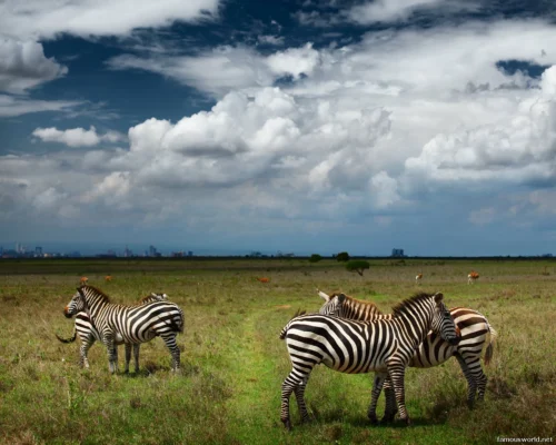 Nairobi National Park 24