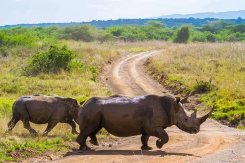 Nairobi National Park 25