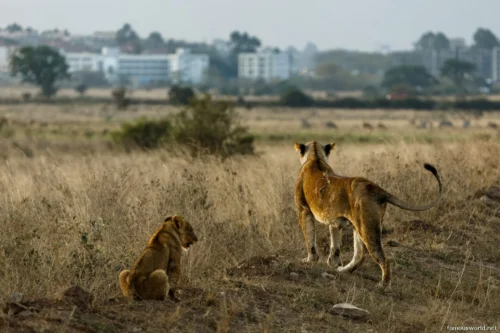 Nairobi National Park 27