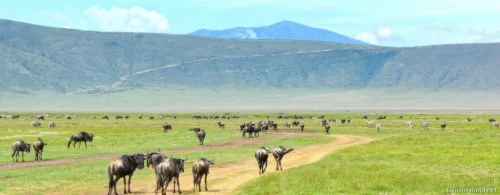 Ngorongoro Crater 22