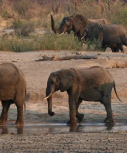 Niassa National Reserve Niassa National Reserve