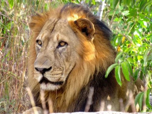 Niassa National Reserve 13