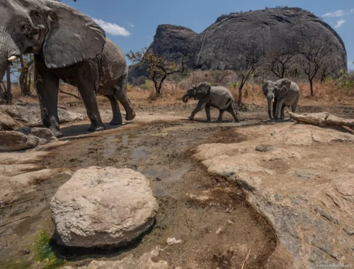 Niassa National Reserve 20