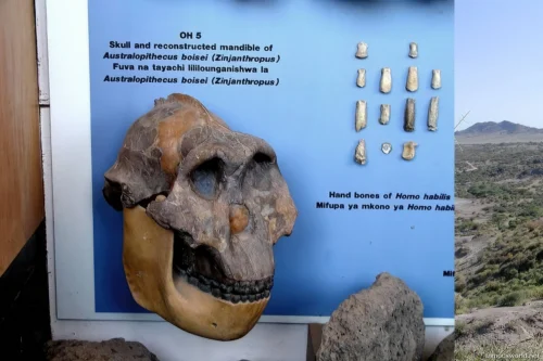 Olduvai Gorge Museum 04