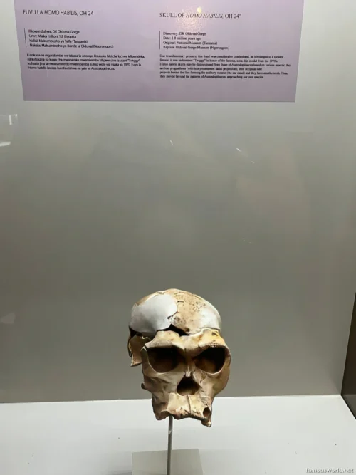 Olduvai Gorge Museum 09