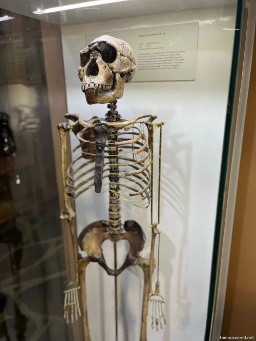 Olduvai Gorge Museum 11