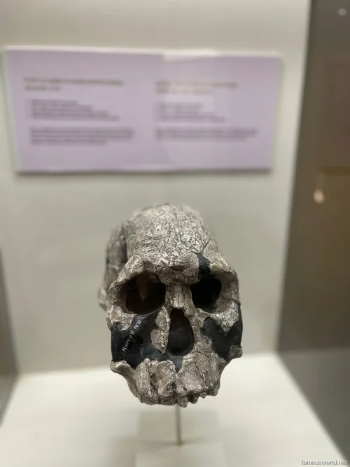 Olduvai Gorge Museum 12