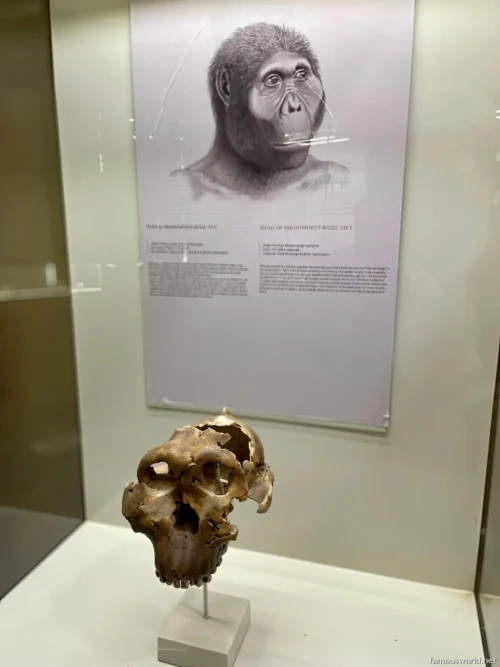Olduvai Gorge Museum 13