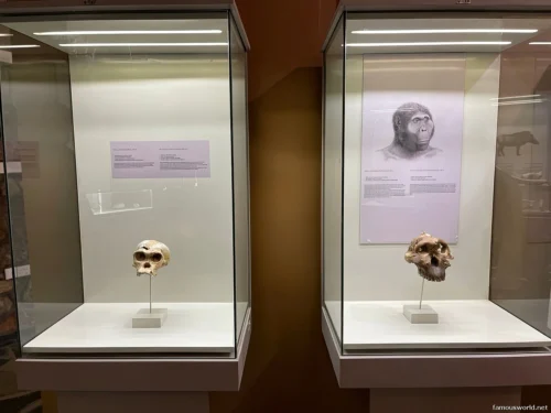 Olduvai Gorge Museum 14