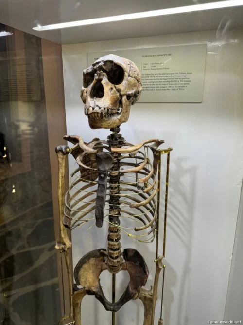 Olduvai Gorge Museum 26