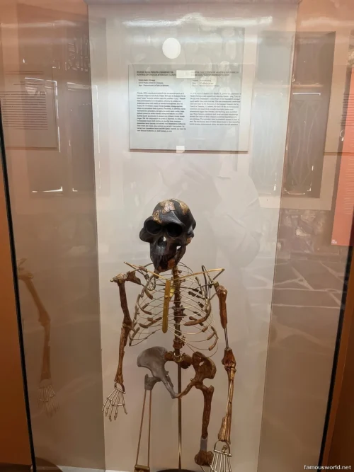 Olduvai Gorge Museum 30