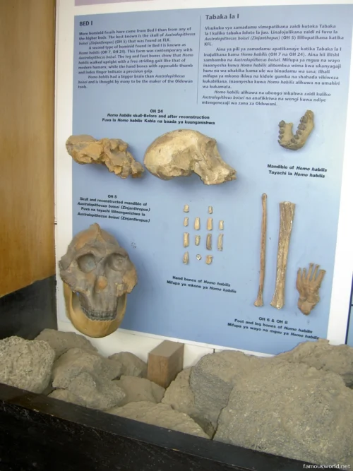 Olduvai Gorge Museum 34