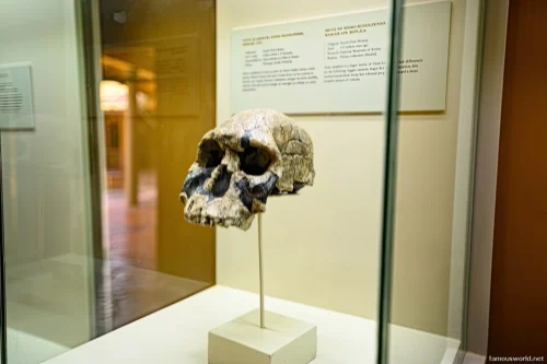 Olduvai Gorge Museum 39