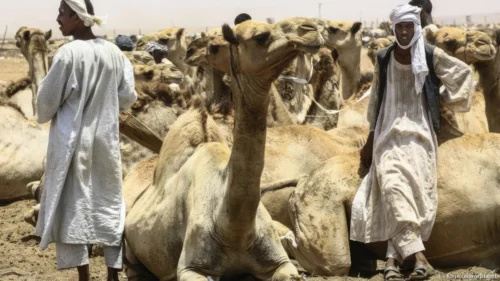 Omdurman Camel Market 01
