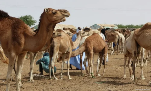Omdurman Camel Market 02