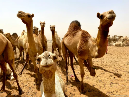 Omdurman Camel Market 03