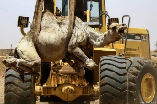Omdurman Camel Market 06