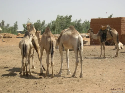 Omdurman Camel Market 07