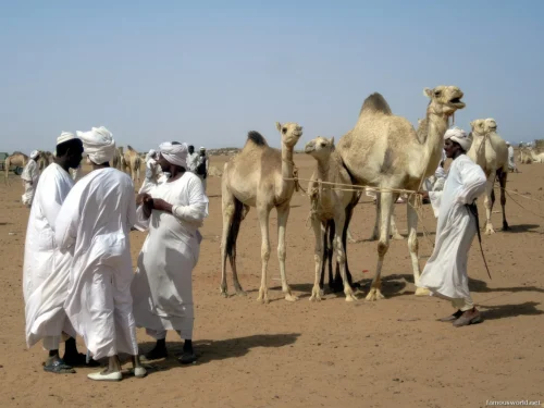 Omdurman Camel Market 08