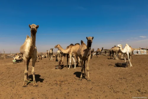 Omdurman Camel Market 09