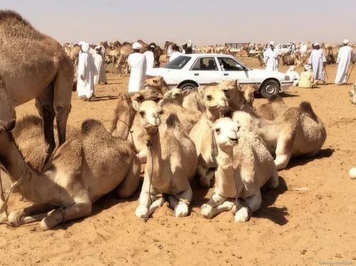 Omdurman Camel Market 10