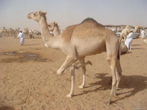 Omdurman Camel Market 11