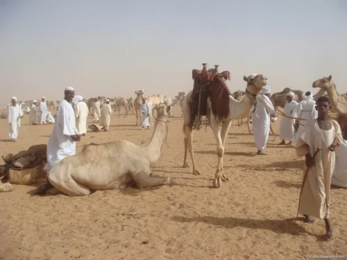 Omdurman Camel Market 12
