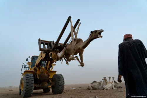 Omdurman Camel Market 14