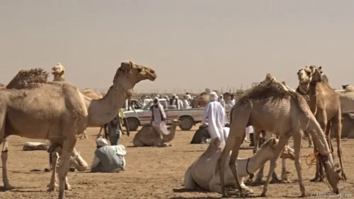 Omdurman Camel Market 15