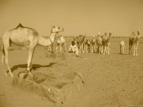 Omdurman Camel Market 17