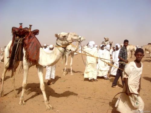 Omdurman Camel Market 18