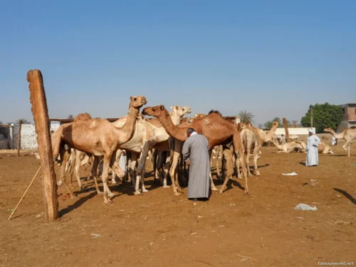 Omdurman Camel Market 19