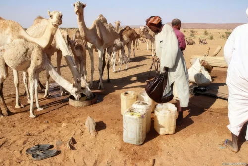 Omdurman Camel Market 22