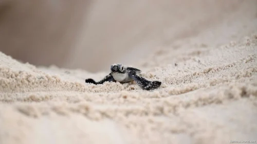 Quirimbas National Park 09