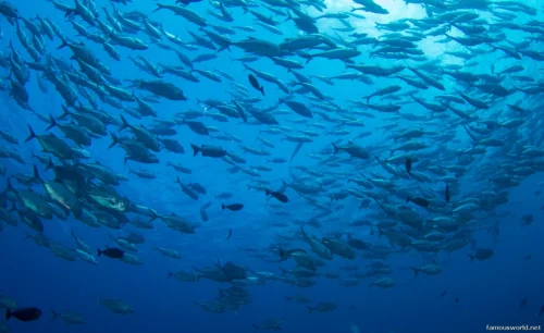 Quirimbas National Park 15