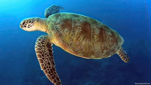 Quirimbas National Park 32